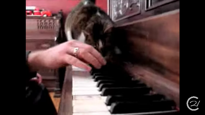Screencap of Drei Klavierstucke, Op. 11, by Cory Arcangel, showing a cat walking across a piano keyboard as someone attempts to play